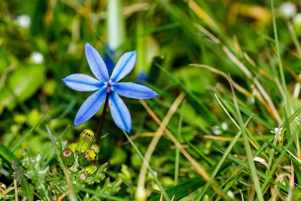 Bluestar flowers on a meadow