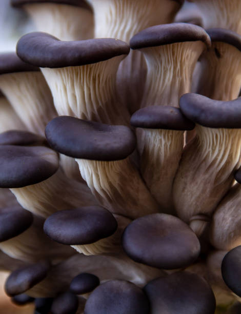 istock Oyster mushroom close-up 1314925067