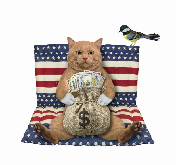 istock Cat reddish with sack of dollars on air bed 1314925291