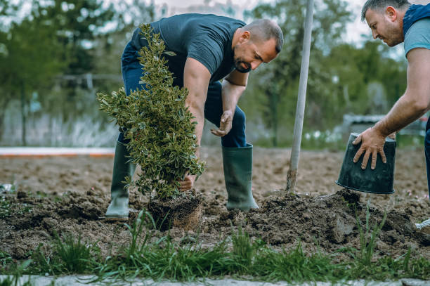 Two men planted a tree stock photo