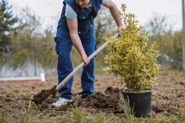 istock Man planting a garden 1314925436