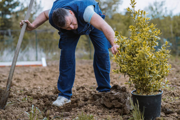 istock Man planting a garden 1314926352