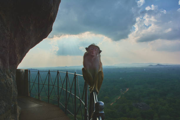 istock Scenic View Of Monkey And Forest Against Sky 1314926662