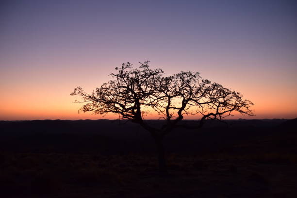 Beautiful bright colored sunset with a tree silhouette