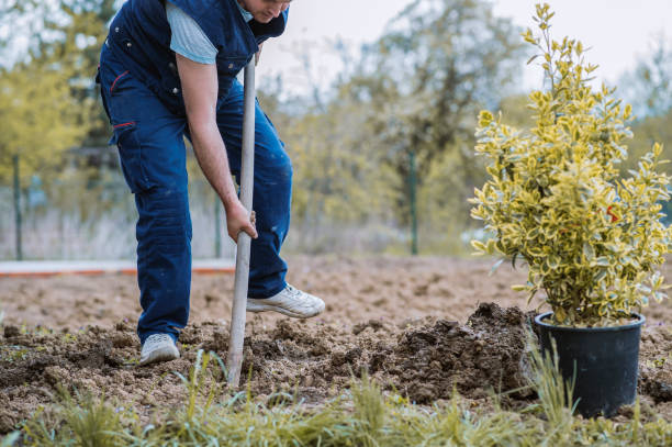 istock Man planting a garden 1314927183
