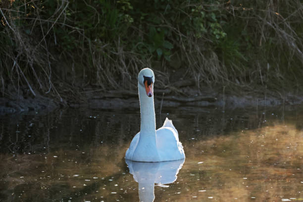 istock Lonely white swan floating on the river 1314928035
