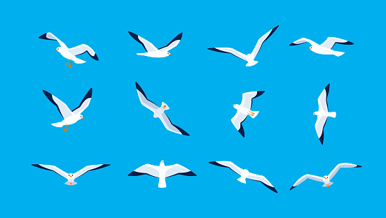 Set of seabirds. Isolated silhouettes on blue background. Vector illustration in flat style.