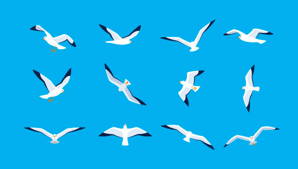Sea gulls flying in sky Set of seabirds. Isolated silhouettes on blue background. Vector illustration in flat style. seagull stock illustrations