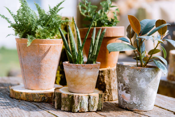 Small green houseplants in terracotta clay pots. Indoor plants stock photo