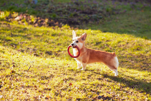 istock Cute corgi dog playing on the grass field. 1314933290