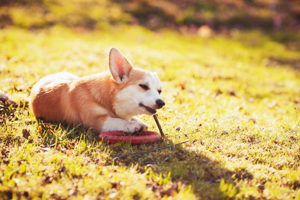 istock Cute corgi dog playing on the grass field. 1314933302