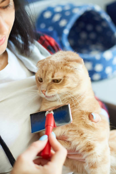 istock Woman hold British redhead cat and combs it fur at home. 1314934669