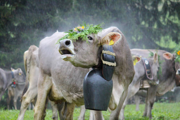 Farmers are getting their cows back from the alpes to village
