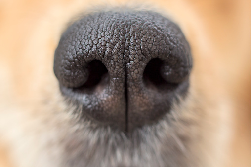 A detailed close-up of the black nose of a blond haired dog