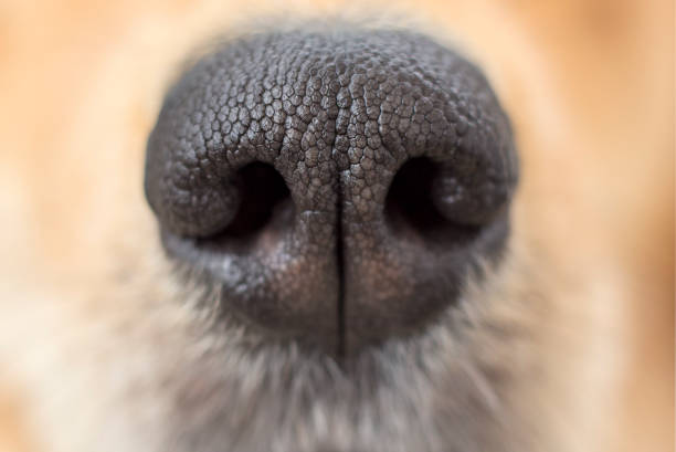 dog's nose - white truffle imagens e fotografias de stock