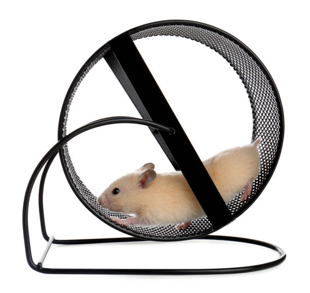 istock Cute little hamster in spinning wheel on white background 1314937419