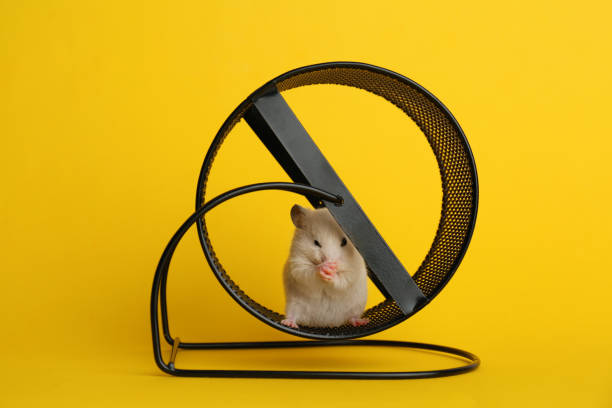 istock Cute little hamster in spinning wheel on yellow background 1314937934