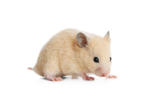 istock Adorable Syrian hamster on white background. Small pet 1314937982