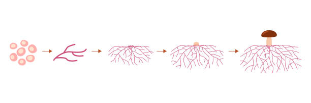 etapy cyklu życia grzybów, wzrost grzybni z zarodników. kiełkowanie zarodników, rozszerzenie grzybni i tworzenie węzła hyphal. ilustracja wektorowa - mycelial stock illustrations