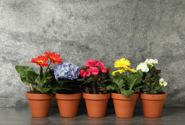 istock Different beautiful blooming plants in flower pots on grey table 1314938713