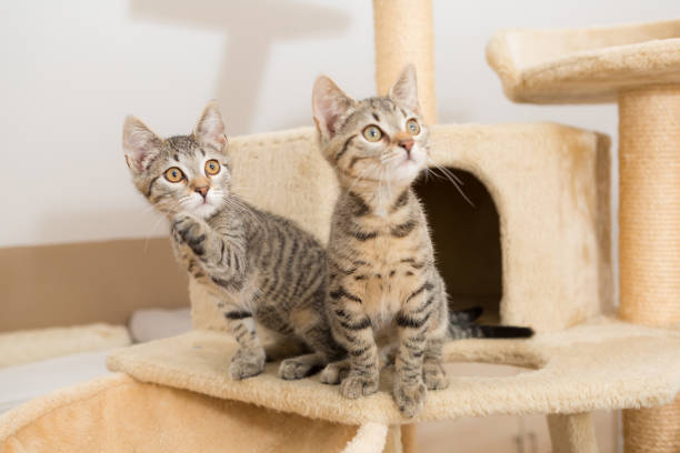istock two cute tabbi kitten sitting on cat tower 1314939752