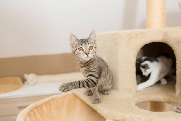 istock tabbi kitten sitting on cat tower, wiping paw 1314939772