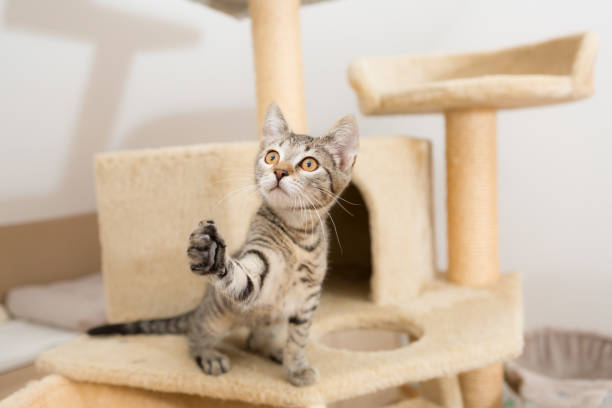 istock tabbi cat sitting on cat tower, grasp sidewards with paw 1314939784