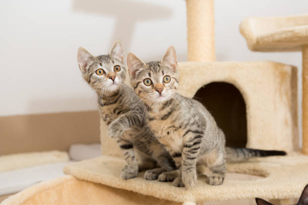 istock two cute tabbi kitten sitting on cat tower, looking very curious 1314939832