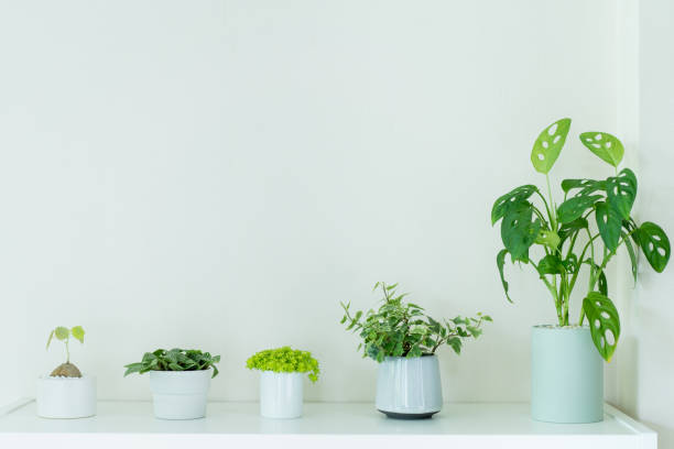 istock A small house plant decorating on the book shelf. 1314940351