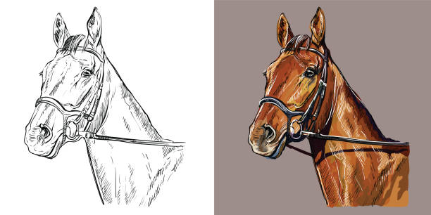 ブライドルの馬のベクトルイラストの肖像画 - trakehner horse点のイラスト素材／クリップアート素材／マンガ素材／アイコン素材