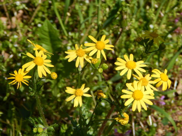 istock Yellow Bush Daisy (Euryops Sonnenschein) flowers in the meadow 1314941377