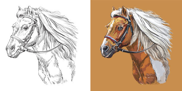 bildbanksillustrationer, clip art samt tecknat material och ikoner med vektor illustration porträtt av skönhet sportig ponny - horse skäck