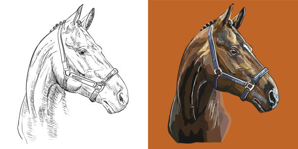 스포츠 서러브레드 말의 벡터 일러스트 초상화 - trakehner horse stock illustrations