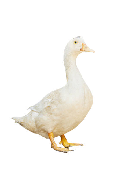 istock white pekin duck isolated on white background. diary duck cut out 1314941864