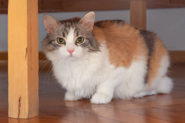 istock Three Color Cat. Cute fluffy cat. Cozy home. 1314942761