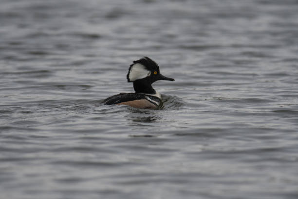 istock Hooded Merganser swimming 1314944093