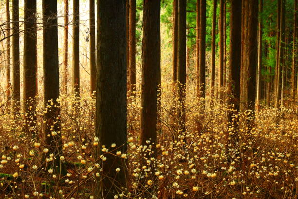 Mitsumata flowers blooming in the forest