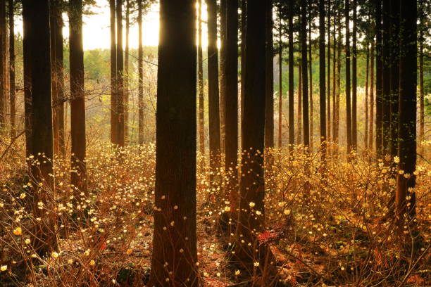 istock Mitsumata flowers blooming in the forest 1314944286