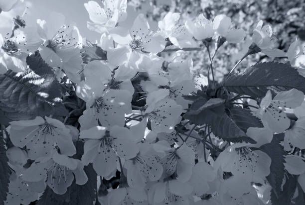 istock toned pale blue spring cherry blossom with leaves 1314945323