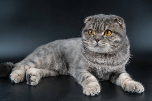 istock A beautiful cat lies on a black background. Fold British breed, gray. 1314945357