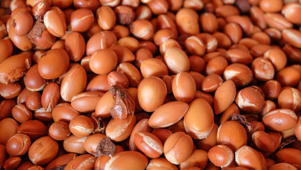 istock Argan fruits containing oil-rich seeds 1314945420