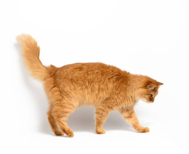 istock adult red cat stands on a white background 1314946984
