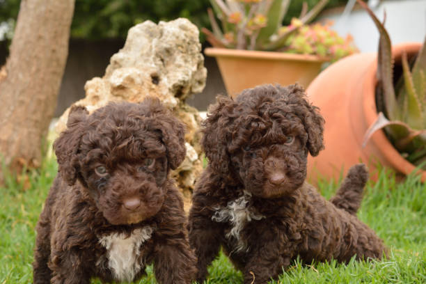 istock Spanish water dog puppies 1314947074
