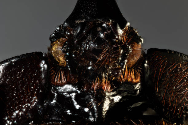 istock European rhinoceros beetle 1314947174