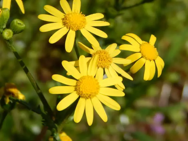Yellow Bush Daisy (Euryops Sonnenschein) flowers, closeup