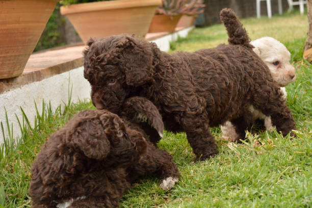 istock Spanish water dog puppies 1314947186