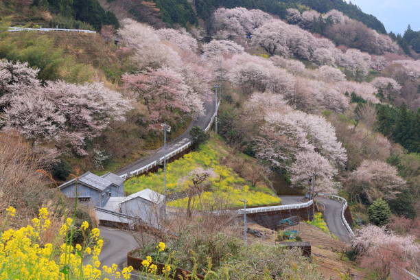 istock Niyodogawa-cho Sakura district,View of cherry blossoms in full bloom (Gourd-shaped cherry blossoms in Kochi prefecture) 1314947455