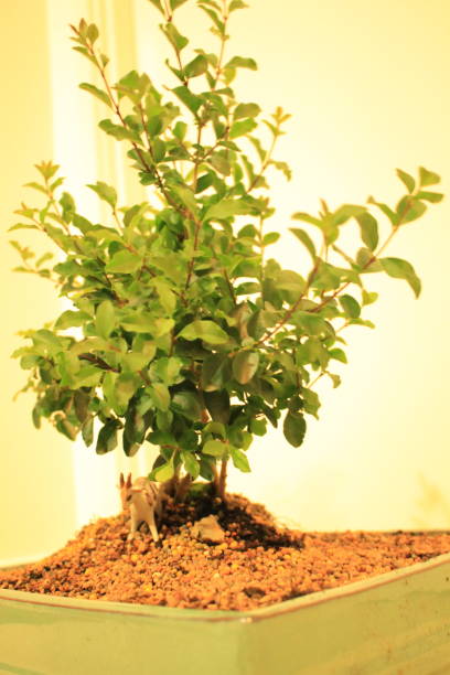 istock Diagonal Image of Japanese forest style bonsai 1314949757
