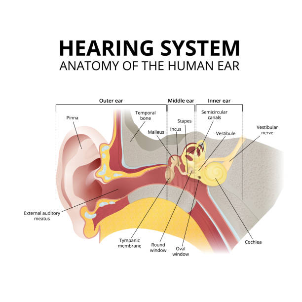 illustrations, cliparts, dessins animés et icônes de anatomie humaine d’oreille, système d’audition sur le fond blanc - meat