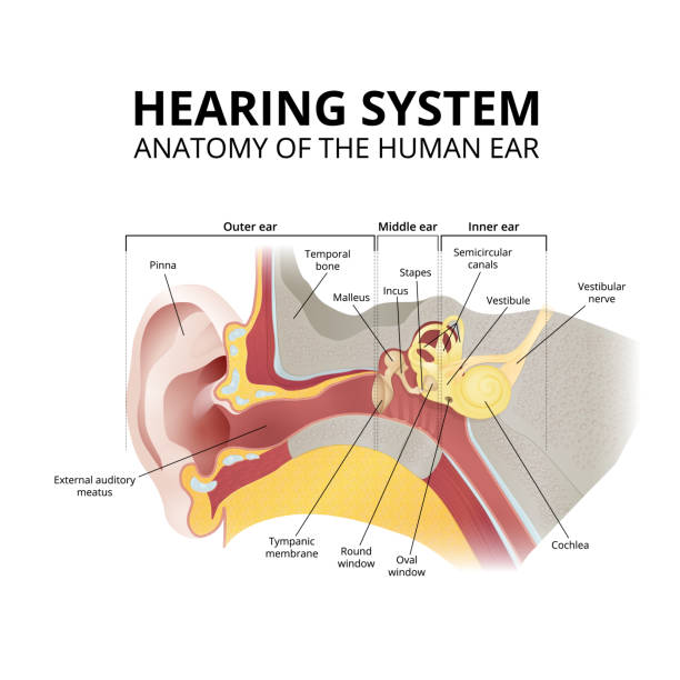 ilustrações, clipart, desenhos animados e ícones de anatomia do ouvido humano, sistema auditivo em fundo branco - aparelho auditivo